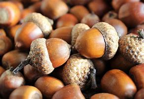 A close-up of acorns, symbolising the Acorns reception class at St John’s CE First School.